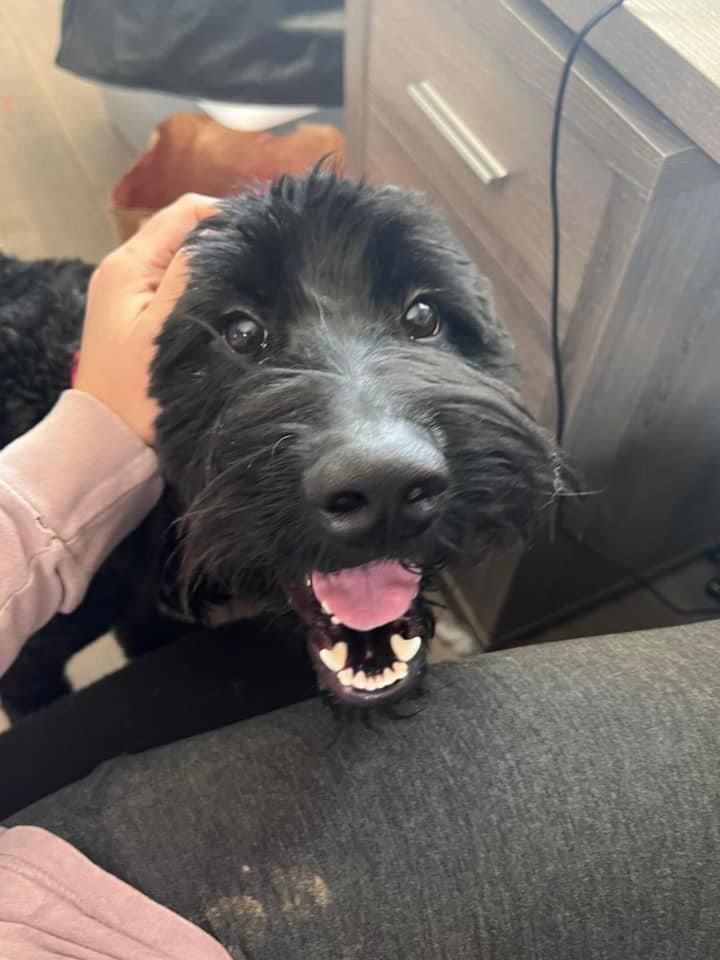 Dog for Adoption Blackberry, a Poodle (Standard) in Beavercreek, OH