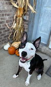 adoptable Dog in Germantown, OH named Master Duke