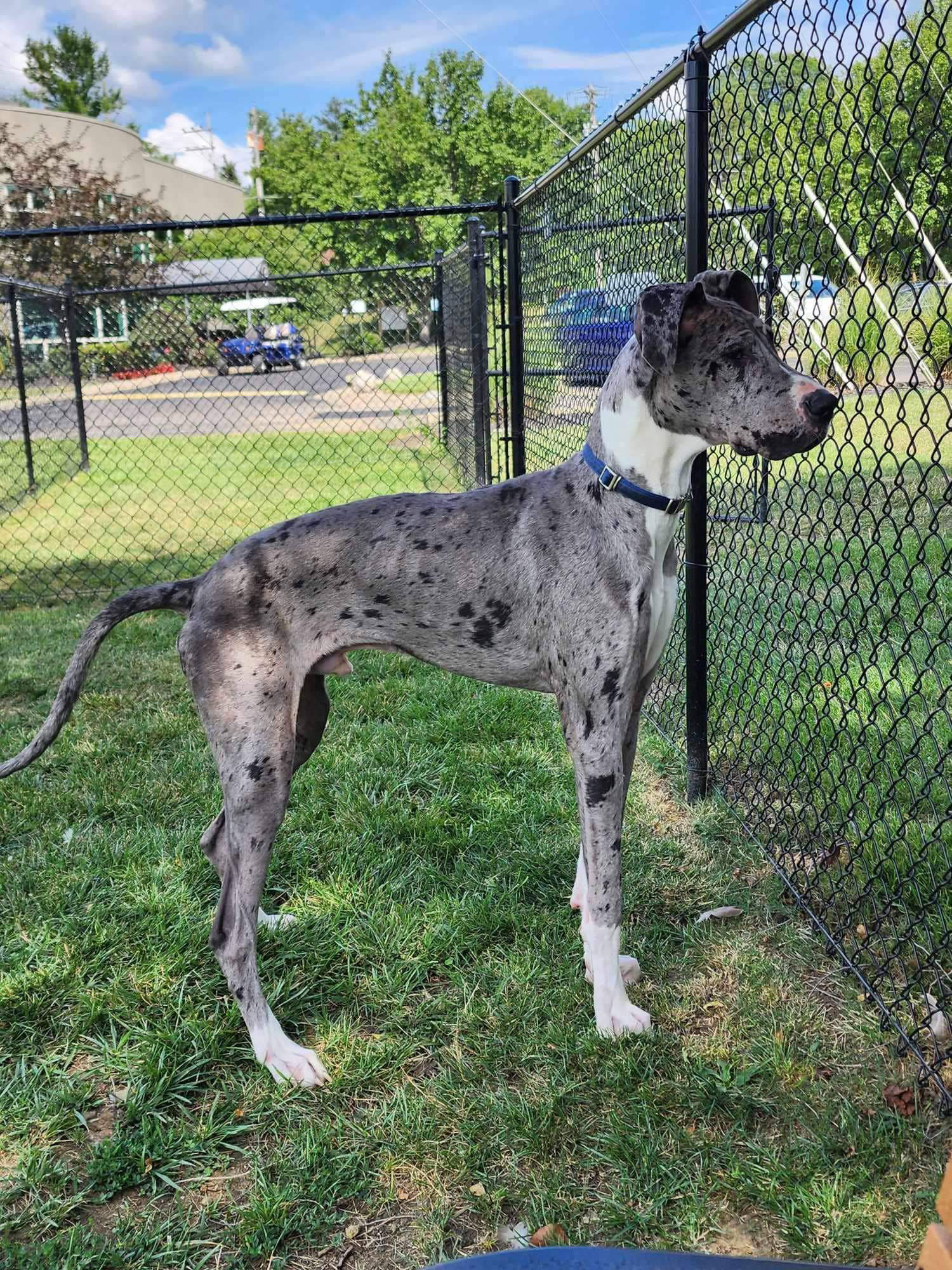 dog-for-adoption-zeus-a-great-dane-in-warren-county-oh-alpha-paw