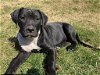 adoptable Dog in , OH named Onyx