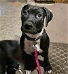 adoptable Dog in , OH named Onyx