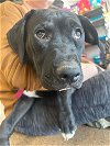 adoptable Dog in germantown, OH named Onyx
