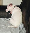 Casanova V