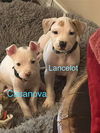 Lancelot V