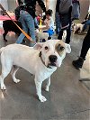 adoptable Dog in , OH named Nubby