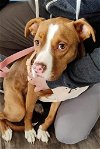 adoptable Dog in germantown, OH named Steffi