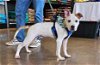 adoptable Dog in germantown, OH named Hubert