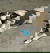 Bohman