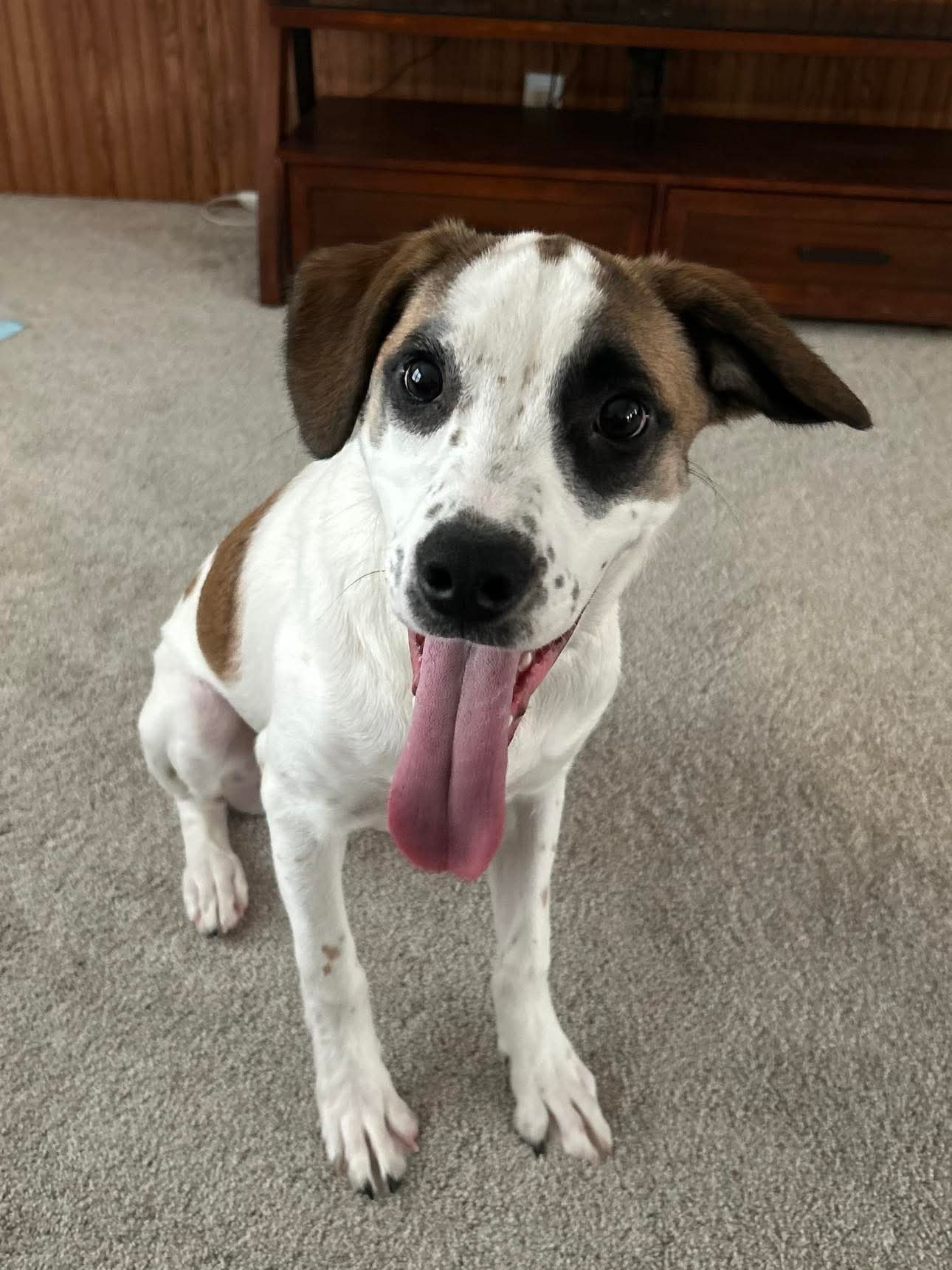 adoptable Dog in Germantown, OH named Bohman