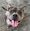 adoptable Dog in germantown, OH named Bluey