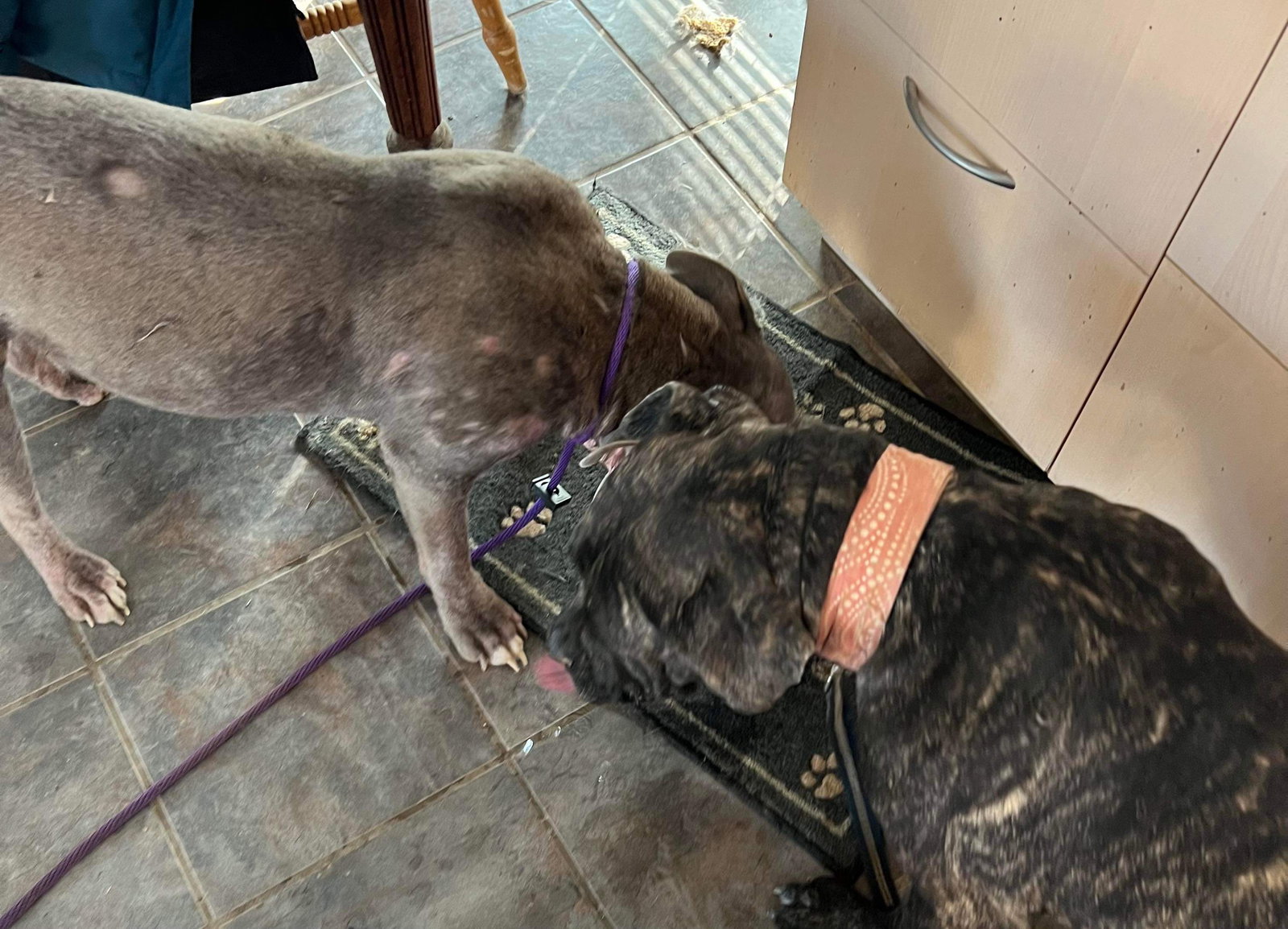 Dog for Adoption Bluey, a American Pit Bull Terrier in Beavercreek