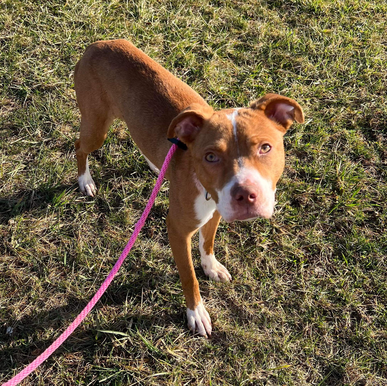 Dog for Adoption Jackson a American Pit Bull Terrier in Park