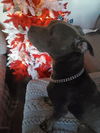 Hades