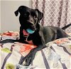 adoptable Dog in germantown, OH named Salem