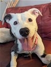 adoptable Dog in , OH named Meadow