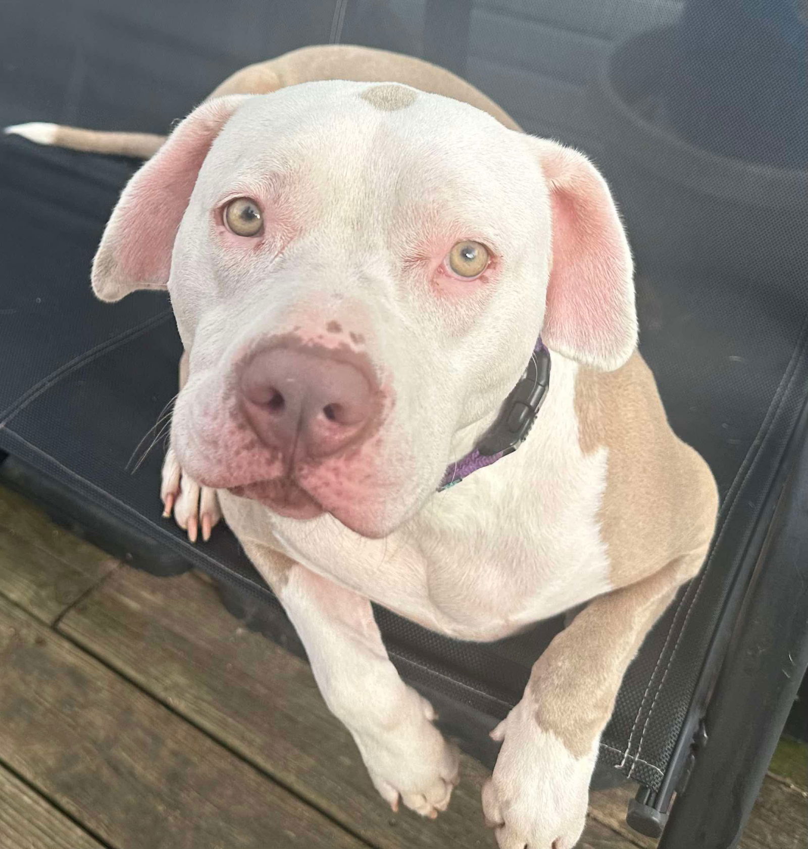 adoptable Dog in Germantown, OH named Diana