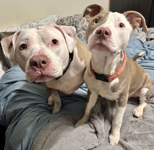 DIANA - American Pit Bull Terrier available for adoption