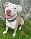 adoptable Dog in germantown, OH named Diana