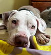 adoptable Dog in Germantown, OH named Diana