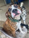 adoptable Dog in germantown, OH named Tip
