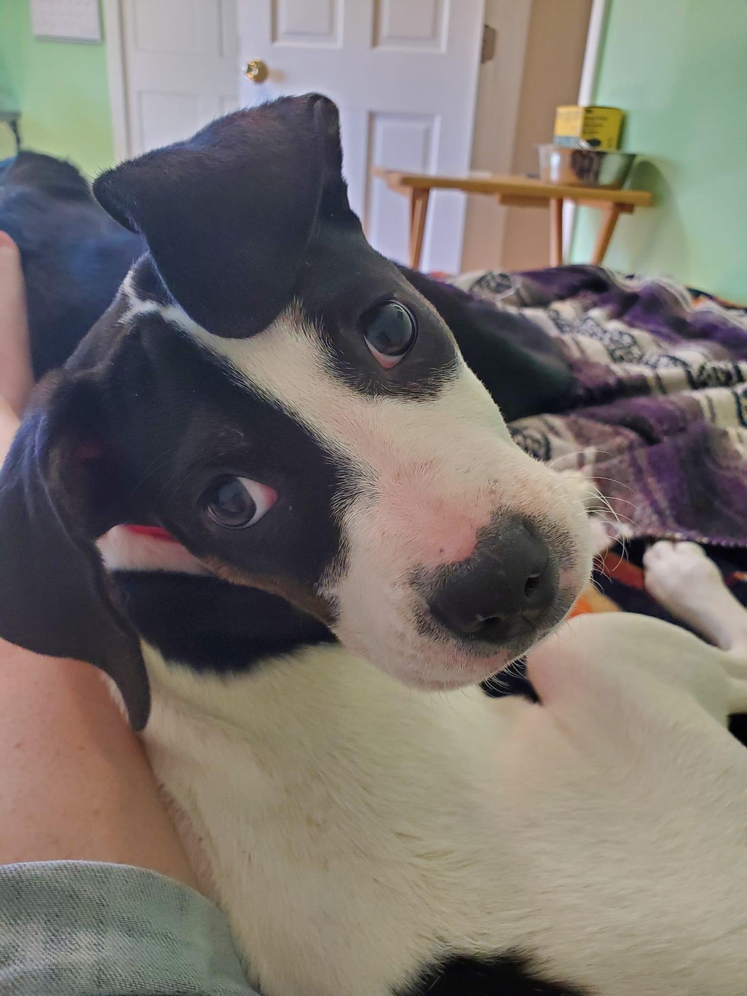 adoptable Dog in Germantown, OH named Aila