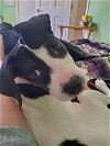 adoptable Dog in germantown, OH named Aila