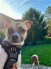 adoptable Dog in germantown, OH named Biko