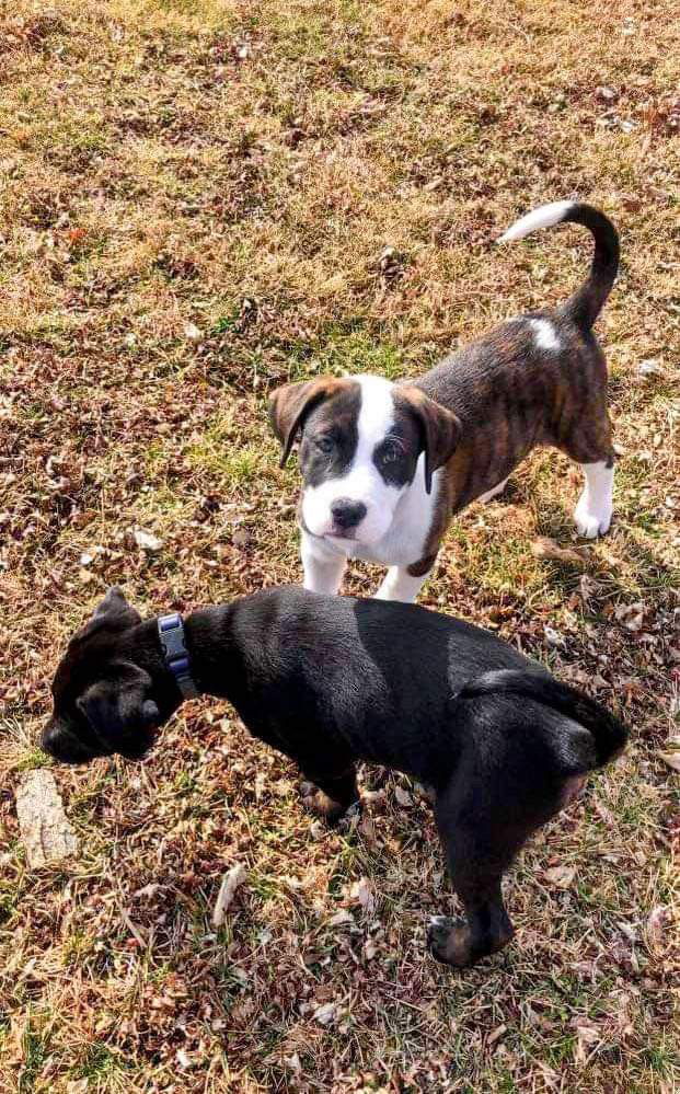 Dog for Adoption - Luke Duke, a American Pit Bull Terrier in Darke ...