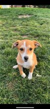 adoptable Dog in germantown, OH named Paprika
