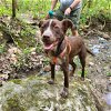 adoptable Dog in germantown, OH named Hollister