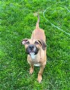adoptable Dog in germantown, OH named Larry