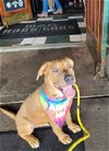 adoptable Dog in germantown, OH named Ernie