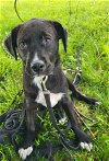adoptable Dog in germantown, OH named Jane Kangaroo