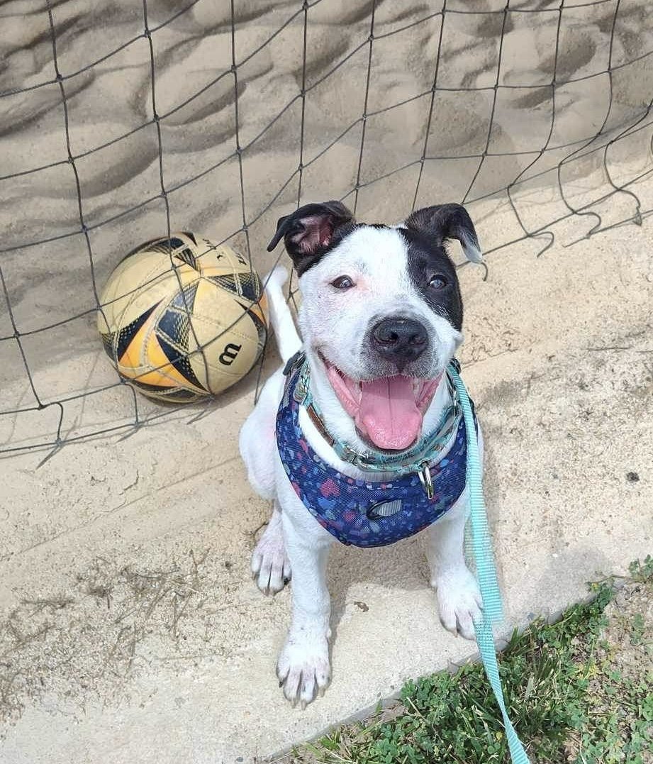 adoptable Dog in Germantown, OH named Oreo Pete