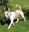 adoptable Dog in germantown, OH named Louisville “Louie” Slugger