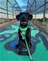 adoptable Dog in germantown, OH named Froot Loop