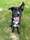Cassiterite “Cassie”