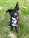Cassiterite “Cassie”