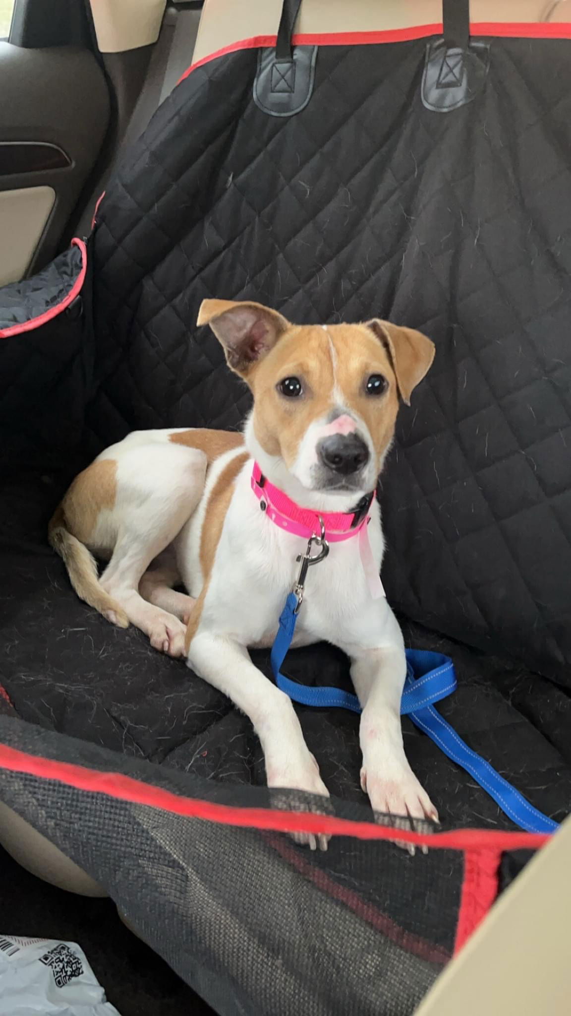 Dog for Adoption - Maryland, a Jack Russell Terrier in Champaign County ...