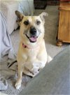 adoptable Dog in germantown, OH named Lea Lea