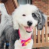 adoptable Dog in , OH named Pepper Millie