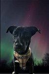 adoptable Dog in germantown, OH named Sophia de Mayo