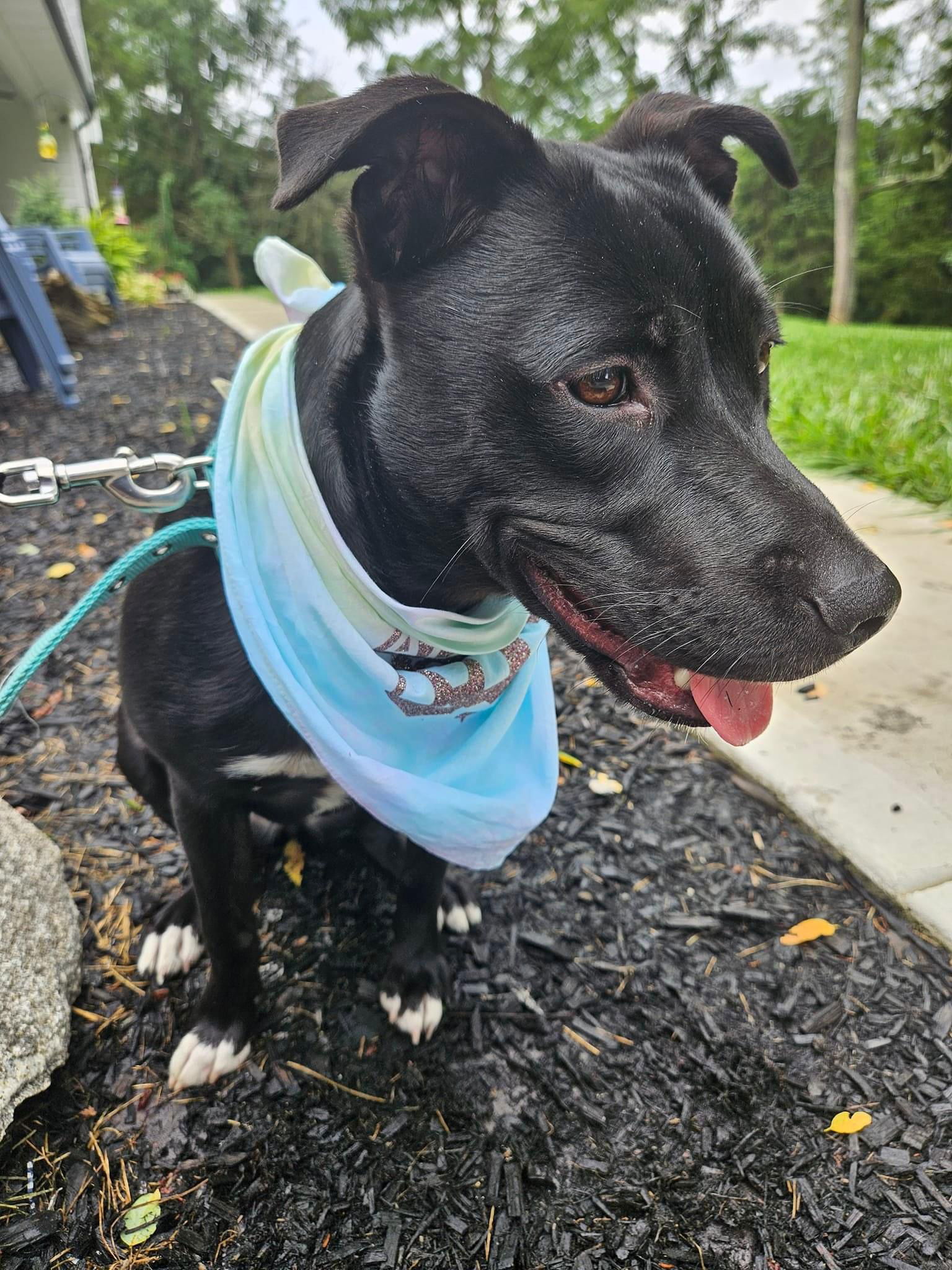 adoptable Dog in Germantown, OH named Sophia de Mayo