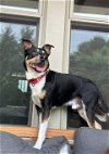 adoptable Dog in germantown, OH named Dover