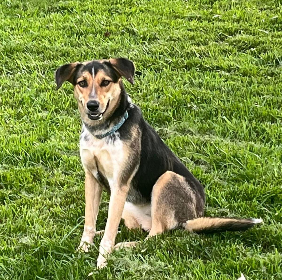 Dog for Adoption - Peritas, a Shepherd in Mason, OH | Alpha Paw