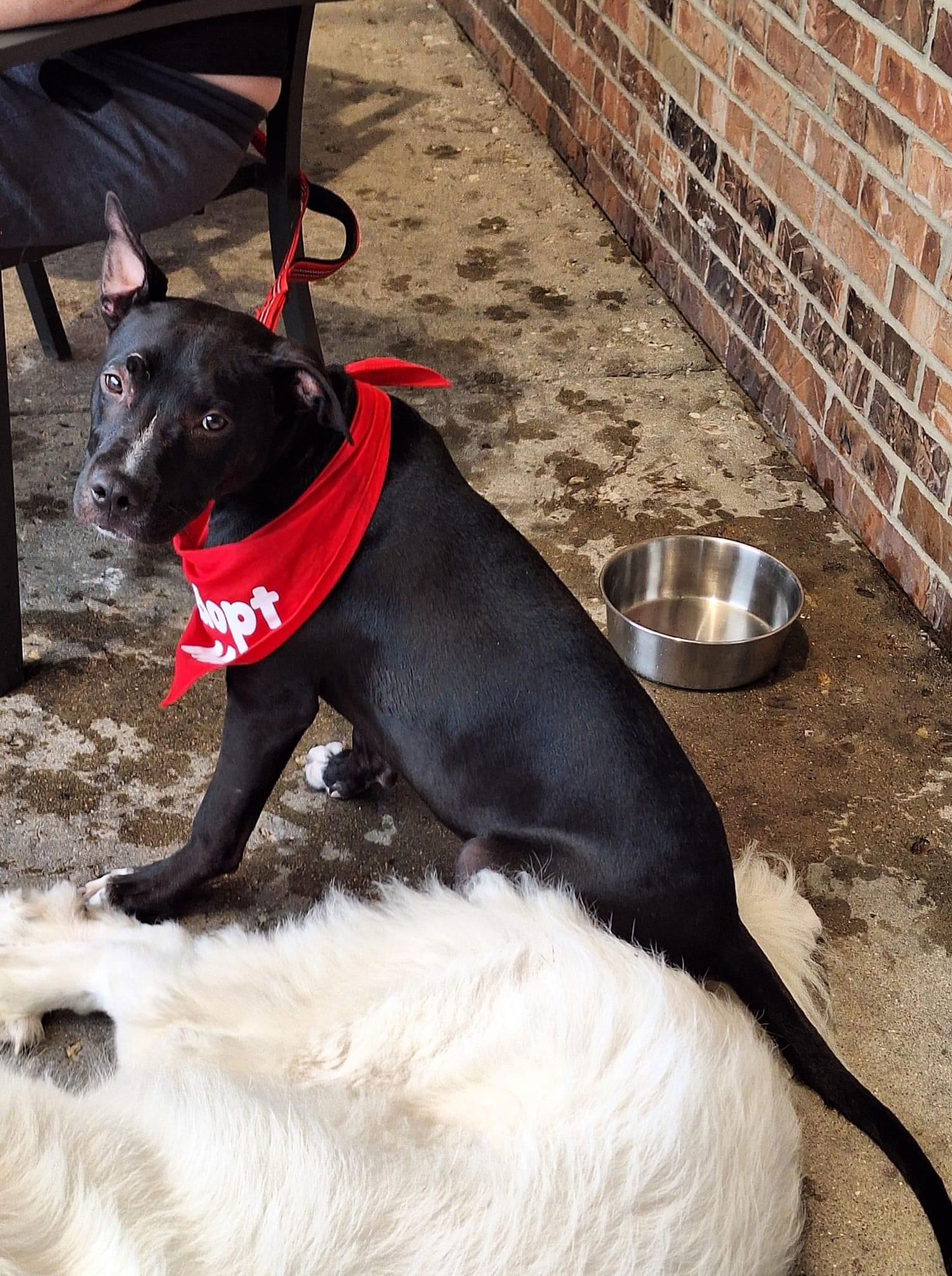 adoptable Dog in Germantown, OH named Pop tart