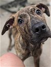 adoptable Dog in germantown, OH named Boulder