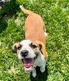 adoptable Dog in germantown, OH named Mayson