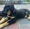 adoptable Dog in germantown, OH named Rosie Ruby