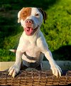 adoptable Dog in germantown, OH named Oona